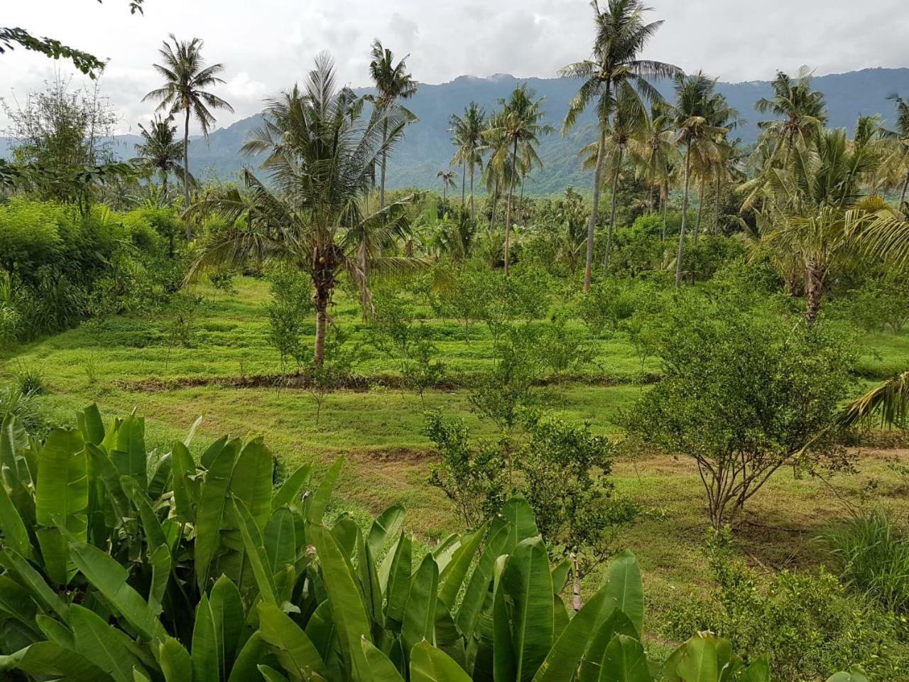 Buana Ecofarm Ecolodge Grokgak Buitenkant foto